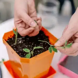 5X5 Shallow Microgreen Trays, 5X5 Seed Starting Trays