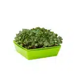 5X5 SHALLOW MICROGREEN TRAYS