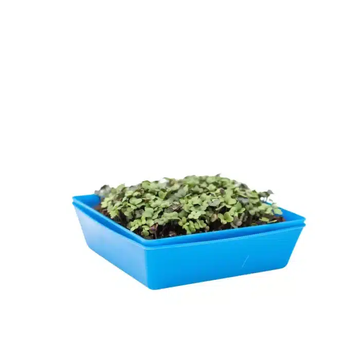 5X5 Shallow Microgreen Trays