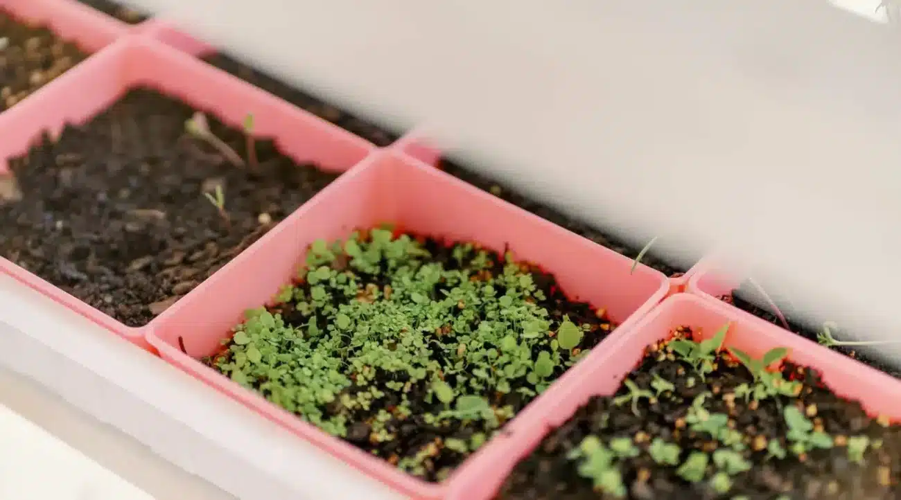 Bootstrap Farmer 5x5 trays, 5x5 Seed Starting Trays