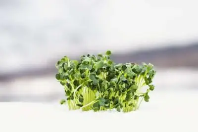 microgreens in snow