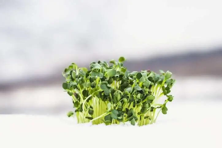 The Warm Embrace: Using Heat Mats With Thermostats For Thriving Seedlings And Microgreens | Natural Yield Microgreens In Snow