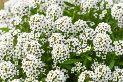 Sweet Alyssum