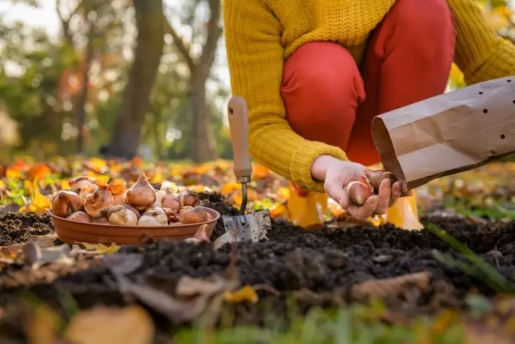 Autumn Is The Perfect Time To Sow: A Guide To Australian Fall Planting | Natural Yield Fall Planting