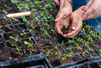 Seedlings