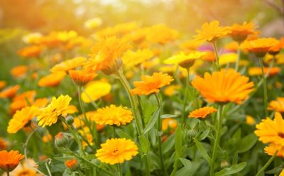 Calendula