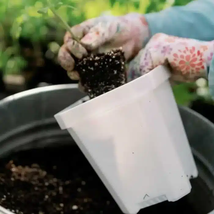 A Person Holding A Plant In A Pot