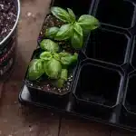 3.3" Seed Starter Pots Black Potting