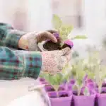 3.3" Seed Starter Pots Purple Potting