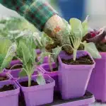 3.3" Seed Starter Pots Purple Potting