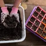 4 Cell Tray Insert | Multi-Color Potted
