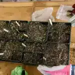 a tray of dirt and plants