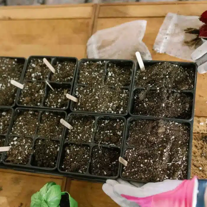 A Tray Of Dirt And Plants