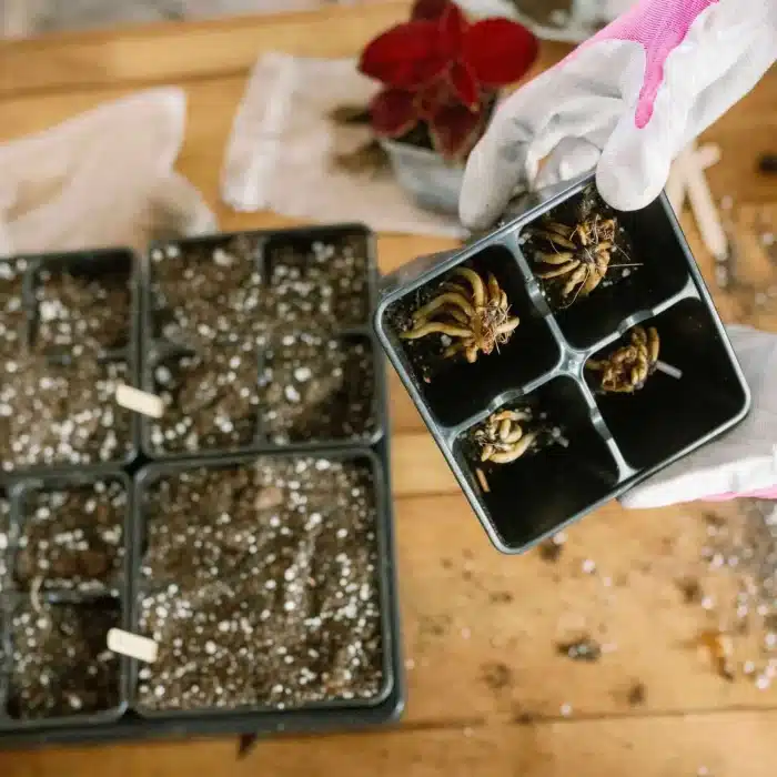 A Person Holding A Tray With Small Insects