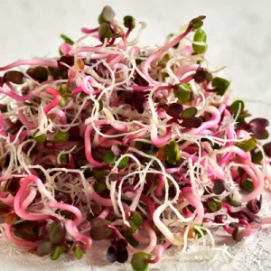 pink radish microgreen