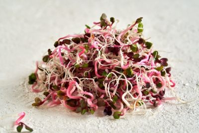 Pink radish sprouts