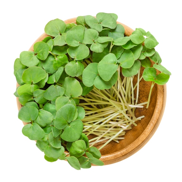 A Bowl Of Green Plants