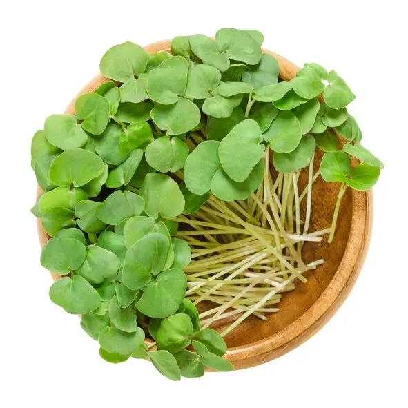 a bowl of green plants