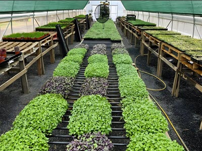 Grow Tunnel With Microgreens