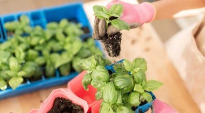 Transplanting Seedlings Into A Bigger Pot