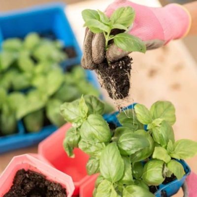 Transplanting Seedlings Into A Bigger Pot