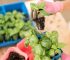 transplanting seedlings into a bigger pot