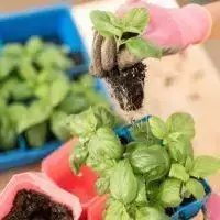 transplanting seedlings into a bigger pot
