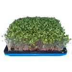 Bootstrap Farmer 1010 Blue with Broccoli Low Angle