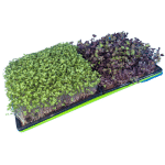 Bootstrap Farmer 1010 in 1020 Green with Broccoli Corner High Angle