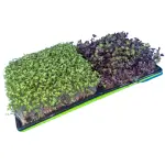 Bootstrap Farmer 1010 in 1020 Green with Broccoli Corner High Angle