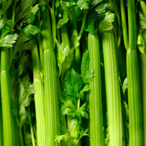 Celery