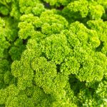 Chervil