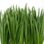 Garlic Chive