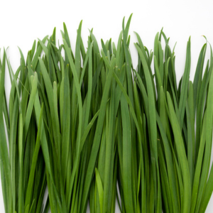 Garlic Chive