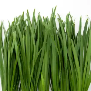 Garlic Chive Nutrition Fact Sheet | Natural Yield Garlic Chive