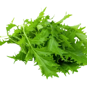 Mizuna Green