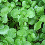 Watercress