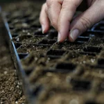 Air prune tray black seeding