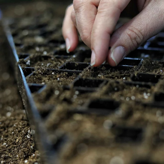 Air Prune Tray Black Seeding