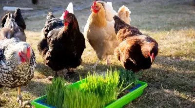 Growing Fodder for Chickens