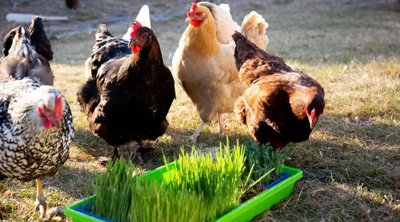 Growing Microgreens For Animal Fodder | Natural Yield Growing Fodder For Chickens