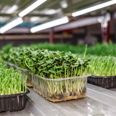 Urban Microgreen Farm.the Microgreen In Plastic Trays.baby Leaves, Phytolamp.sprouting Microgreens On The Hemp Biodegradable Mats.germination Of Seeds At Home.eco-Friendly Small Business.