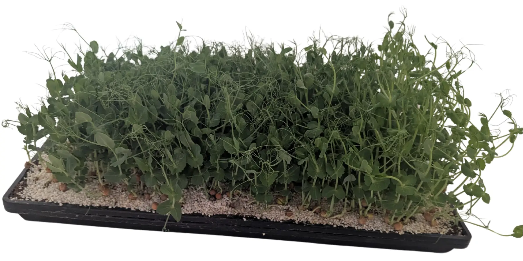 Pea Tendril Microgreens In 1020 Tray