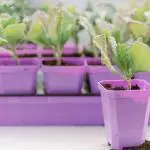 Seed Starting Trays And Pots