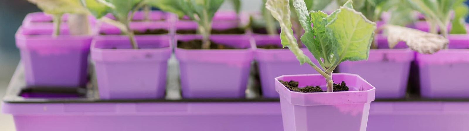 Seed Starting | Natural Yield Seed Starting Trays And Pots