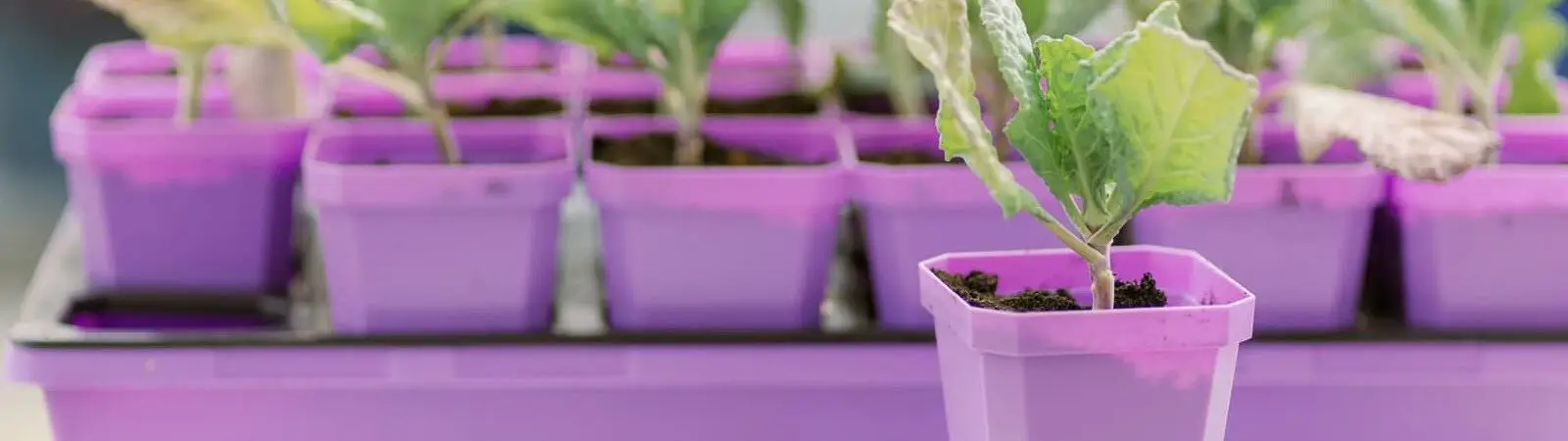 Seed Starting | Natural Yield Seed Starting Trays And Pots