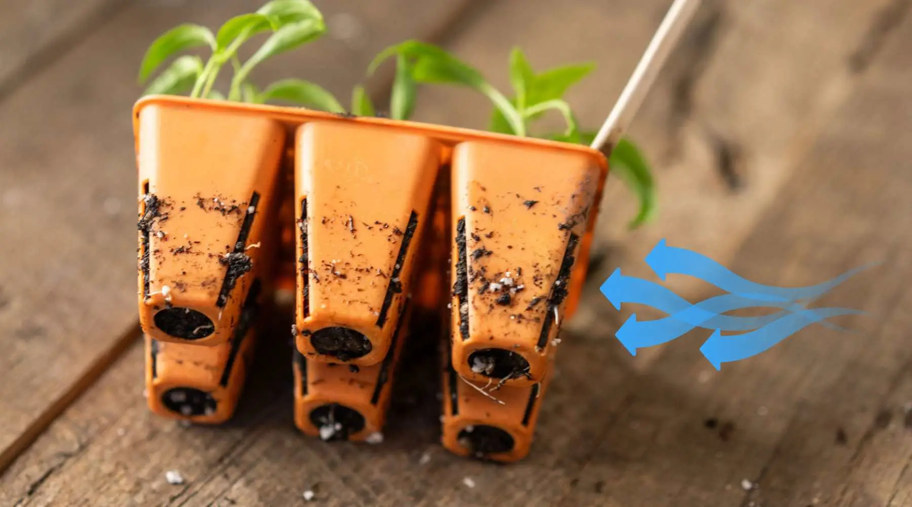 Air Prune Trays Air Prune Pots | Natural Yield 6 Cell Plug Trays Air Flow Arrows