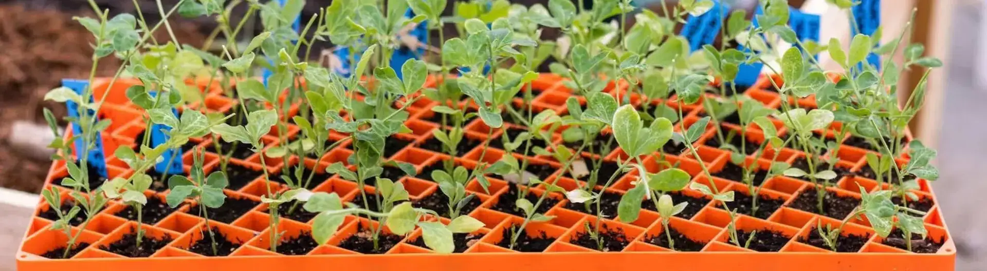 Air Prune Trays Air Prune Pots | Natural Yield Air Prune Trays