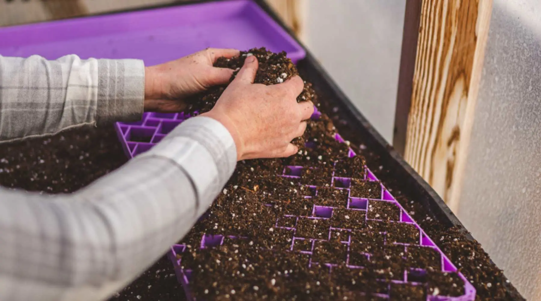 Adding Soil To Air Prune Tray