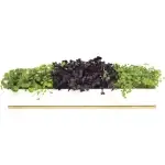 Windowsill Grow Kit Microgreens Sprouted